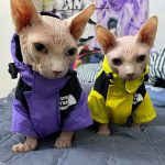 La giacca Cat Face-Due giacche Bambino wear