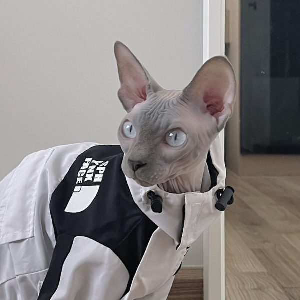 Jacket for Cat-Sphynx wears white jacket
