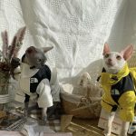 The Cat Face Jacket | The North Face Jacket for Sphynx, Jacket for Cat