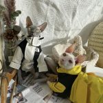 The Cat Face Jacket | The North Face Jacket for Sphynx, Jacket for Cat