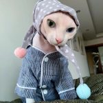 Kitty Pajamas for Cats-Sphynx wears striped pajama