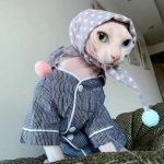 Kitty-Pyjama für Katzen-Sphynx trägt gestreiften Pyjama