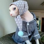 Kitty Pajamas for Cats-Sphynx wears striped pajama