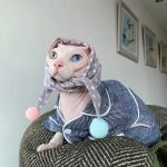 Kitty Pajamas for Cats-Sphynx wears striped pajama