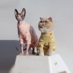 Surgical Shirt for Cats-Two cats wear onesies