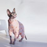 Хирургическая рубашка для кошек - сфинксы носят розовый комбинезон