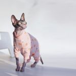 Surgical Shirt for Cats-Sphynx wear pink onesie