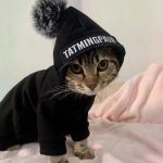 Sweatshirts für Katzen-Tabby Katze trägt Sweatshirt