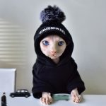 Sweatshirts for Cats-Hairless cat with black hoodie