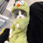 Winterkleidung für Katzen - Britische Katze trägt Mantel