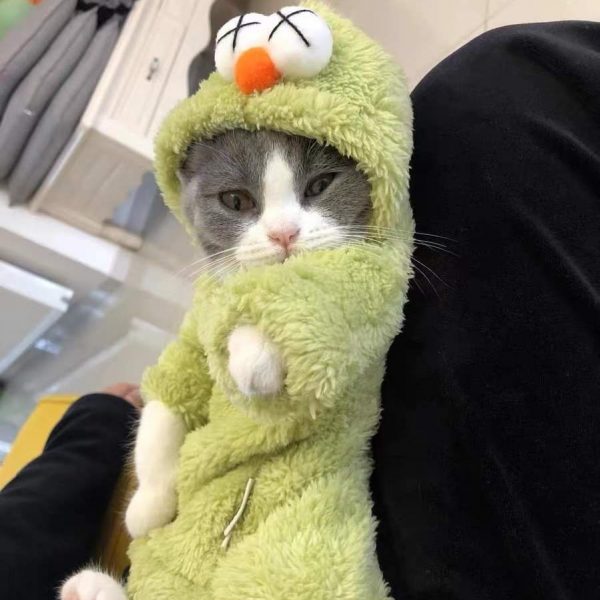 Abbigliamento invernale per gatti - Il gatto inglese indossa il cappotto