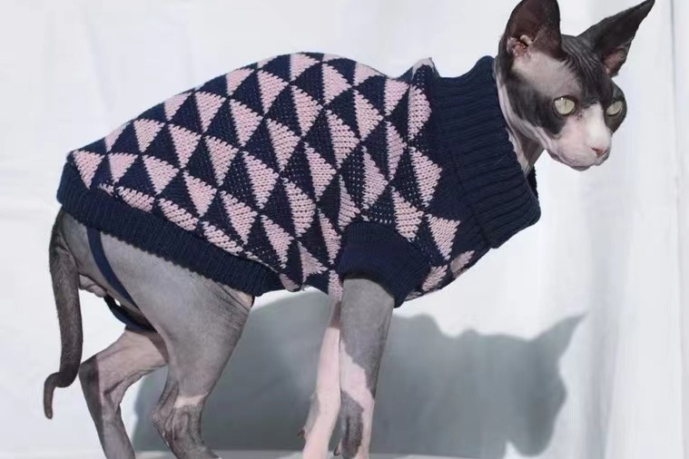 do sphynx cats need sweaters?Sphynx wears sweater