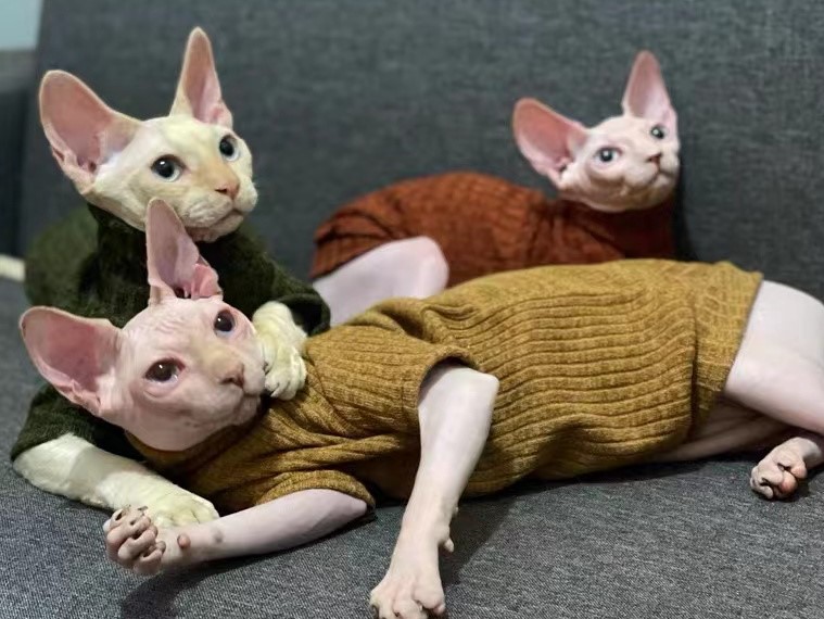 do sphynx cats need sweaters?Three Sphynx wear colorful sweaters