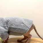 Sphynx Clothing-LV Sweatshirt for Cats photo review