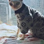 Designer Cat Sweater  LV Sweater for Sphynx, Designer Sweater