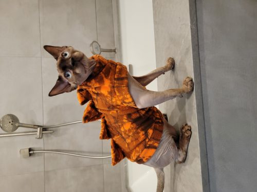 Costume de chat pour chats Costume de dinosaure orange et vert photo review