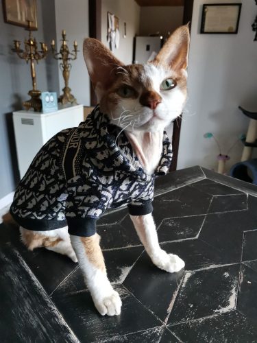 Design Dior Hoodie for Sphynx photo review