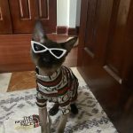Sphynx Cat Shirt-Camiseta Gucci Cat photo review