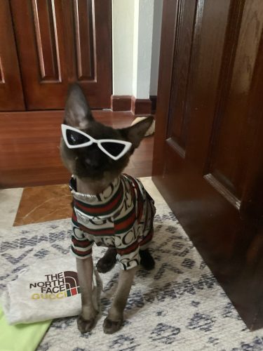 Sphynx Cat Shirt-Gucci Cat T-shirt photo review