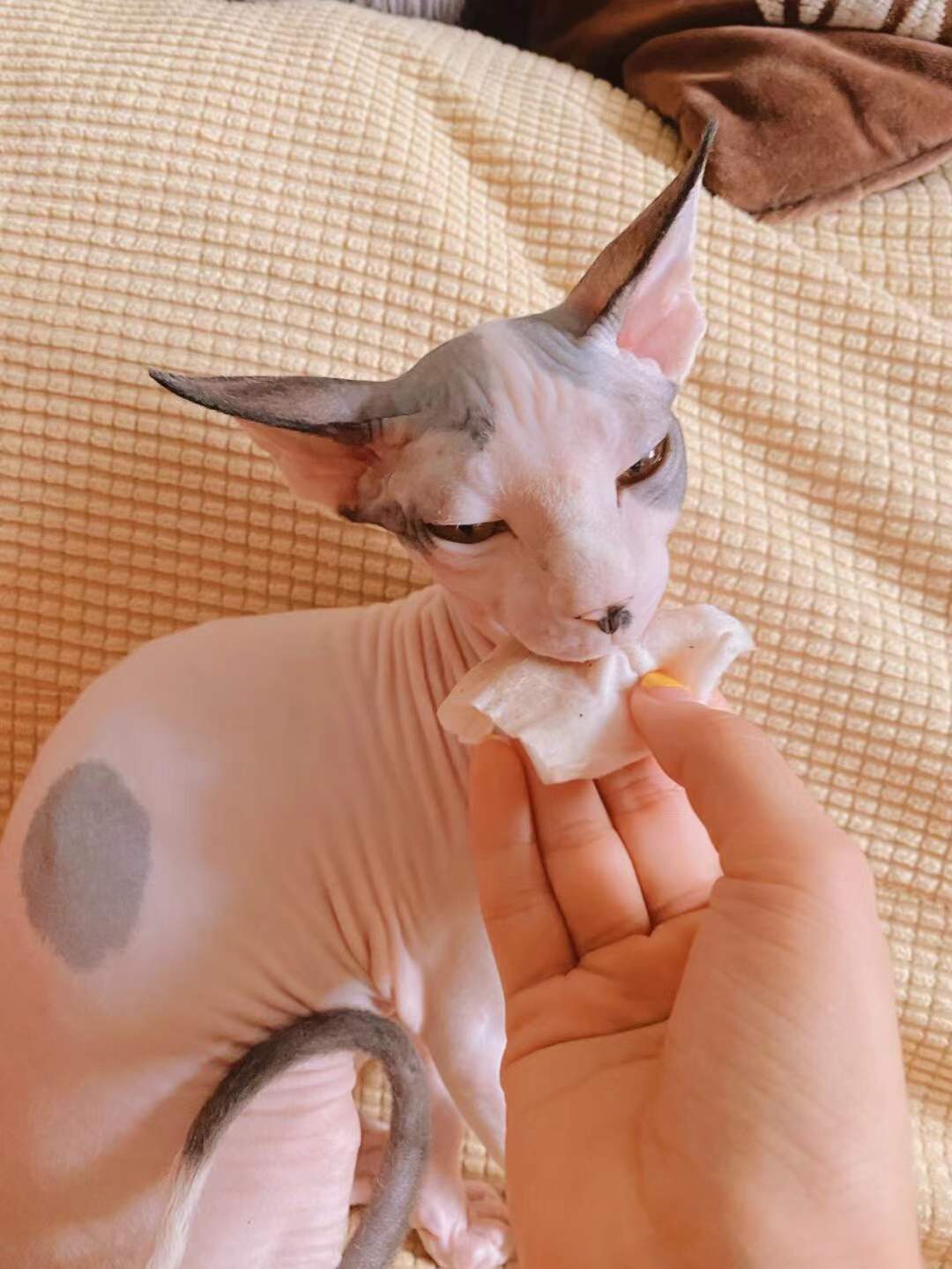 How to bathe a Sphynx kitten or a hairless cat YESWARMG