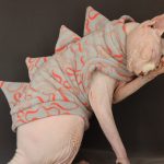 Costume de chat pour chat | Costume de chat sans poils, Costume de dinosaure pour chat