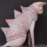 Костюм кошки для кота-сфинкса надевает костюм