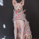 Costume de chat pour chat-Sphynx porte le costume