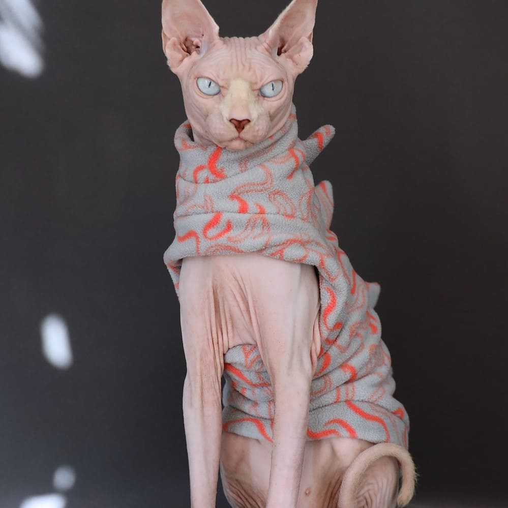 Costume de chat pour chat-Sphynx porte le costume