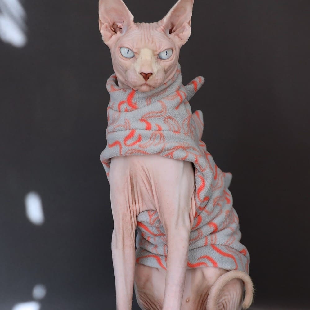 Cat Costume for Cat-Sphynx wears costume
