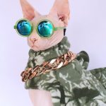 Disfraces para Gatos | Disfraces de Dinosaurios Naranja y Verde para Gatos