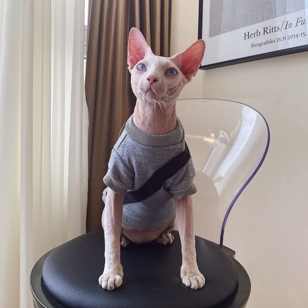 Cat Sweatshirt for Cats-Sphynx wear hoodie