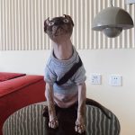 Cat Sweatshirt for Cats-Sphynx wear hoodie