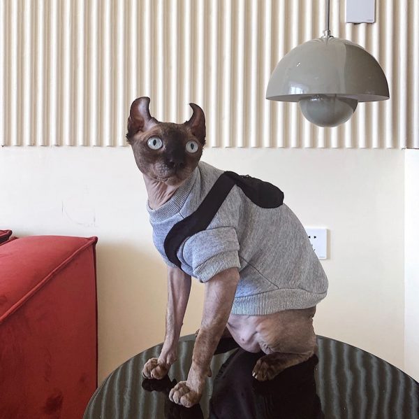 Cat Sweatshirt for Cats-Sphynx wear hoodie