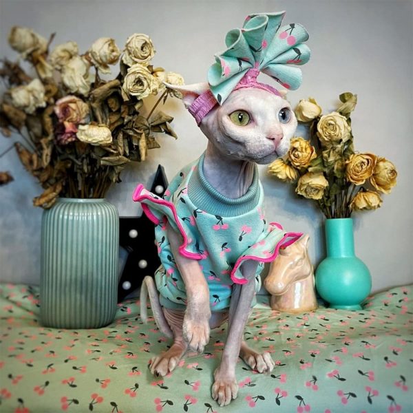 Cat Wearing a Shirt-Sphynx wears shirt and hat