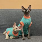 Sphynx Cat Clothes for Kitten | Cat Clothes Summer Shirt, Shirts for Cats
