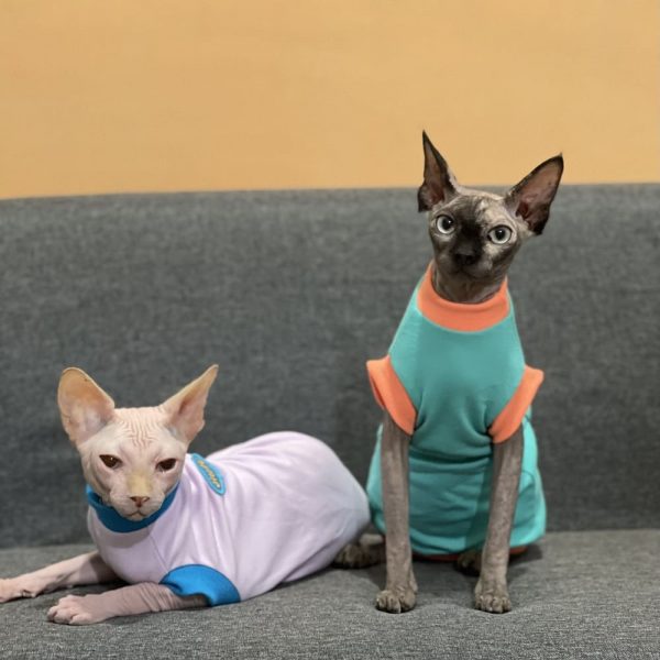 Cat in Clothes-Two Sphynx wear shirts