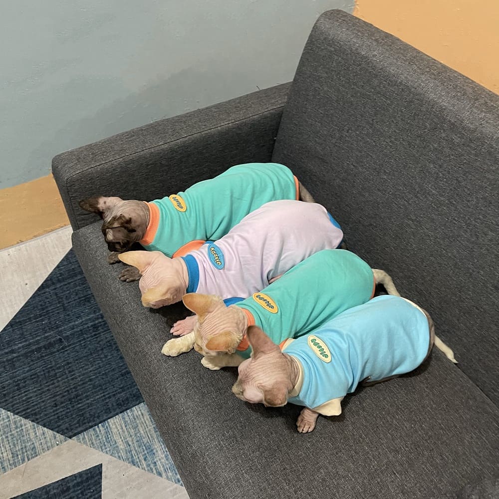 Cat in Clothes-Four Sphynx wear shirts
