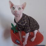 Clothing for Sphynx Cats-Sphynx wears lv pajamas