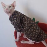 Ropa para gatos Sphynx-Sphynx lleva pijama lv