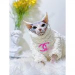 Winter Cat Sweater-Sphynx wears white coat