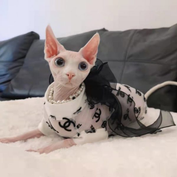 Designer Clothes for Cats-Sphynx wears chanel shirt