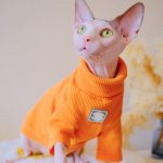 Hairless Cat Sweater-Orange