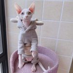 Hoodie for Cat DIY-Sphynx wears hoodie