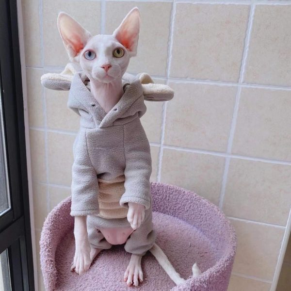 Hoodie for Cat DIY-Sphynx wears hoodie