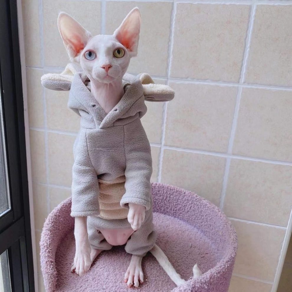 Hoodie for Cat DIY | Hoodie for Sphynx with Mouse Ears, Brown