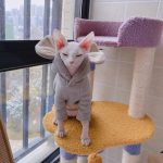Hoodie for Cat DIY-Sphynx wears hoodie