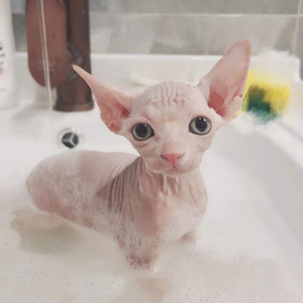 スフィンクスの子猫をお風呂に入れる方法