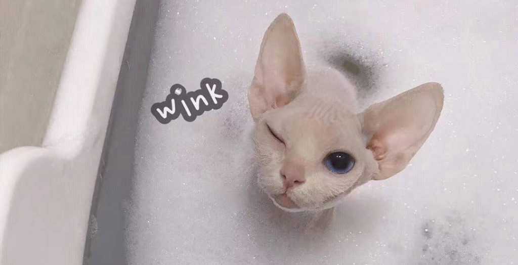 How to bathe a Sphynx kitten or a hairless cat YESWARMG