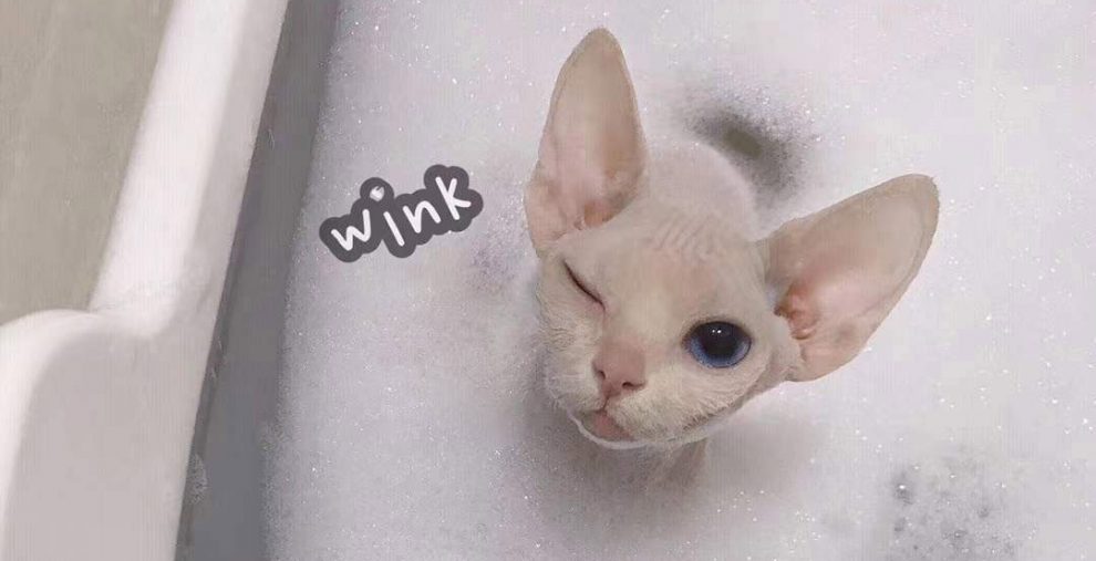 How to bathe a Sphynx kitten or a hairless cat YESWARMG