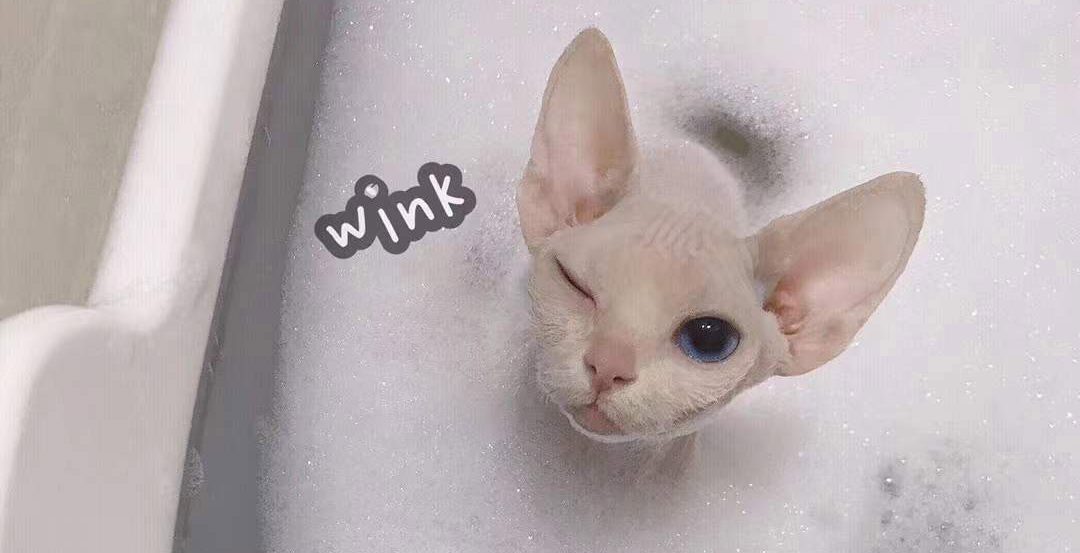 スフィンクスの子猫をお風呂に入れる方法
